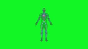 Medical Animations. Cardio system.  Anatomical Illustrations. Loop Animation. Green screen video. Organ system. Human Body system. Anatomy of the human circulatory system.
