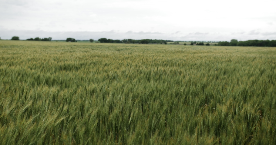 Wheat field on farm land blowing in the wind
- wheat field, corn, wind, farm, farming, farmer, farmland, winy, harvest, summer, green