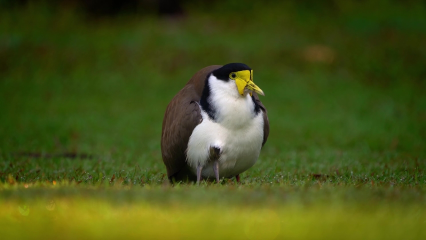 Wetland bird Vanellus miles - Masked Lapwing, wader from Australia and New Zealand with beautiful background, on the ground, green grass colorful back, this species in common across Australia. 