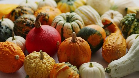 Colored pumpkins in different varieties and kinds placed on the table Video Stok