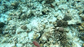 a coral reef. underwater video. Waterproof photo and video equipment for travel. extreme tourism and travel. exotic animals and tropical and equatorial climate.