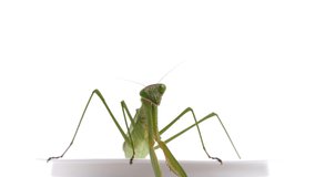 4K slow motion video of praying mantis jumping toward camera.
4K 120fps edited to 30fps.