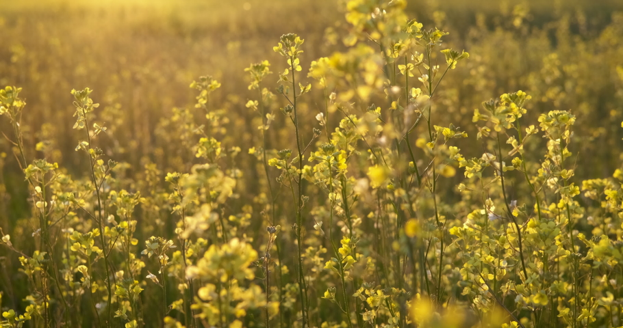 Yellow view of wildflowers. A view of yellow wildflowers in the summer meadow. Royalty-Free Stock Footage #1093980947