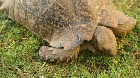 Leopard Tortoise Wild Savannah Landscape Africa Stock Footage Video ...