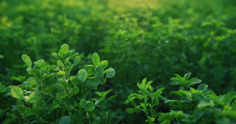 Green plant leaves. Lucerne forage crop. Sunrise summer nature. Defocused organic alfalfa grass growing in sunlight on meadow field background. Royalty-Free Stock Footage #1093984757