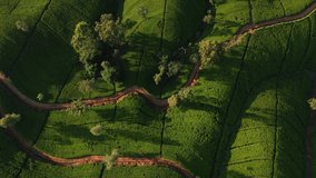 Aerial drone top view of scenery road through green mountains hills and tea plantations. High quality 4k drone video. Green tea fields for vloggers travel video or advertising eco-friendly agriculture