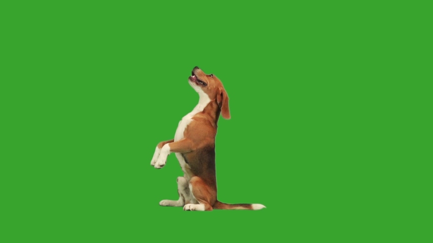 dog standing on its hind legs on green screen Royalty-Free Stock Footage #1093987567