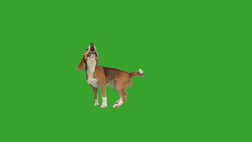 dog dancing on green screen Royalty-Free Stock Footage #1093987583