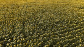 A video of an advertisement for sunflower and vegetable oil. Sunflower fields and meadows. Backgrounds  and screensavers with large blooming sunflower buds with the rays of the sun. Sunflower seeds