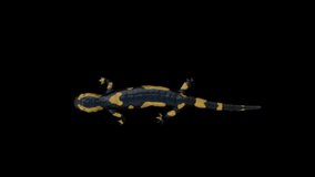 Salamander Walk Top animation.Full HD 1920×1080.7 Second Long. Transparent Alpha video.LOOP.