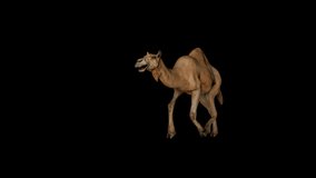 Camel Run Front animation.Full HD 1920×1080.6 Second Long. Transparent Alpha video.LOOP.