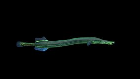 Trumpet Fish animation.Full HD 1920×1080.6 Second Long. Transparent Alpha video.LOOP.