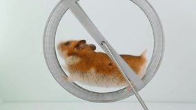 A Syrian ginger hamster runs on a wheel. Then he runs off the wheel and runs away. Minimalist stock video.