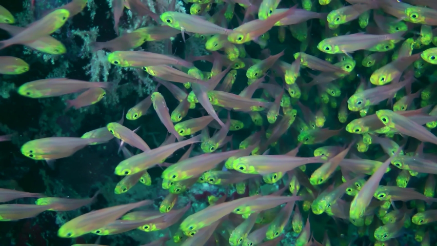 In shaded areas of the reef, Pigmy sweeper (Parapriacanthus ransonneti) forms large dense flocks that move continuously like a stream of water, close-up. Royalty-Free Stock Footage #1093996349