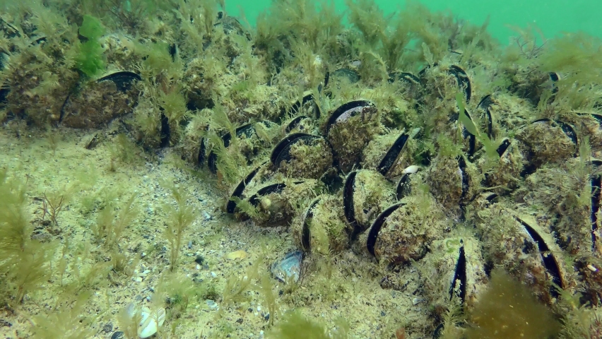 Mussel group (Mytilus edulis) on the stone.