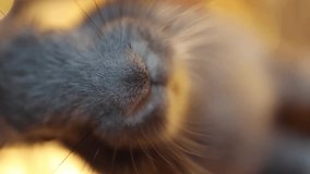 vertical footage. Rabbit symbol of the year 2023 Chinese horoscope. Close-up of a gray bunny chewing mouth. Cute fluffy nose macro. Pet friend. Christmas vibe holiday atmosphere. New Year mood. 