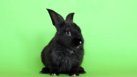 One little black rabbit isolated on a green chroma key background. Hare is a symbol of 2023 year by an eastern calendar. Cute fun pet. Holiday gift for Christmas, New Year or Easter. Video footage 4K.