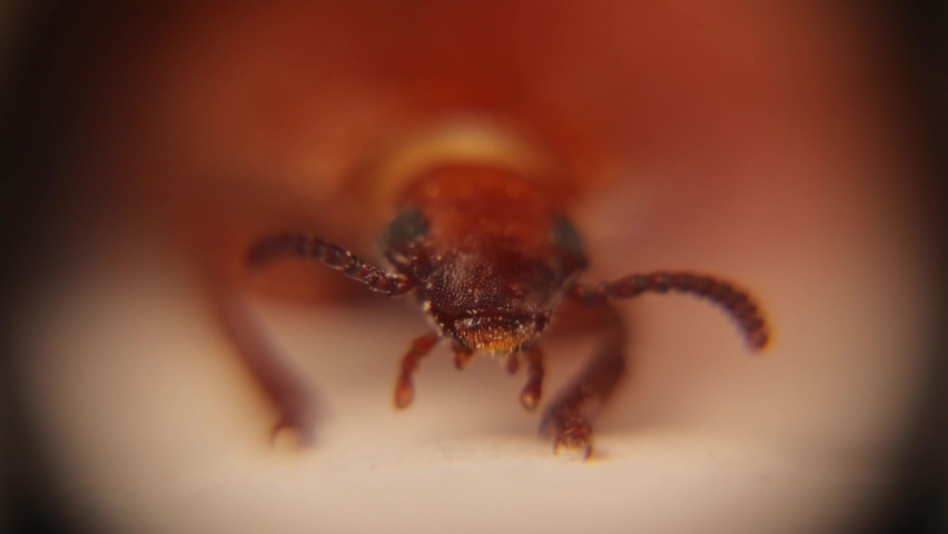Mealworm under the microscope, beetle face.
It