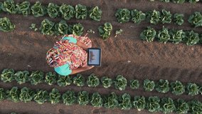 Vertical video.Aerial zoom out view.Black African woman farmer in traditional clothing using a digital tablet monitoring a vegetable crop. Irrigation in background