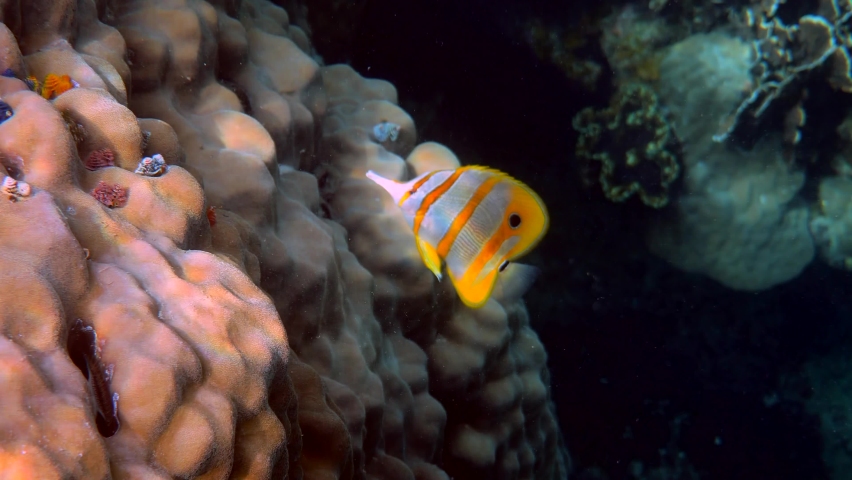Copperband Butterflyfish or chelmon rostratus fish with long nose in Andaman Sea, Thailand. Beautiful colorful yellow striped fish swimming among tropical corals. Sea wildlife. Underwater video.