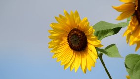 Nice color sunflowers on blue sky with clouds background at sunny day, nature and gardening 4k video