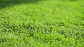Bare female legs go along the green lawn grass in the park. Enjoying nature, life, freedom concept. Healthy lifestyle. Close-up of bare feet and grass. Slow motion footage