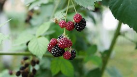 A woman's hand picks a berry from a branch, a ripe blackberry, a black berry on a branch against a bokeh background
