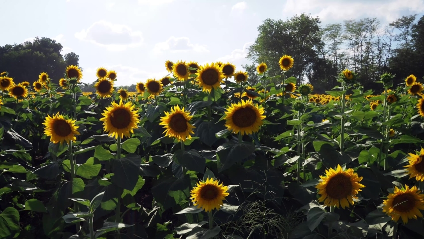 Beautiful abundance of black and yellow sunflowers in Douglas County Kansas