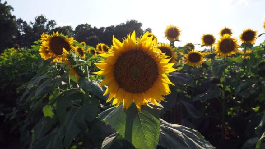 Beautiful abundance of black and yellow sunflowers in Douglas County Kansas