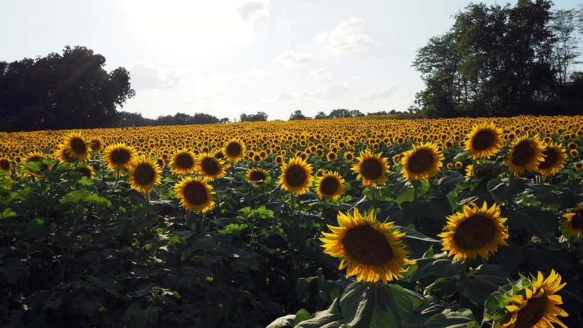 Beautiful abundance of black and yellow sunflowers in Douglas County Kansas