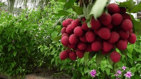 An Asian child is having fun with a hanging bunch of litchi fruit. Baby boy eating fresh lychees. A baby boy and lychee fruits. Fruit-eating concepts. 4k video. 