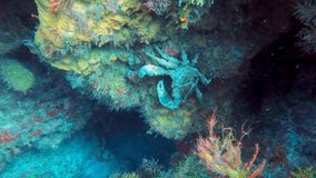 4k video of a West Indian Spiny Spider Crab (Mithrax spinosissimus) in Cozumel, Mexico