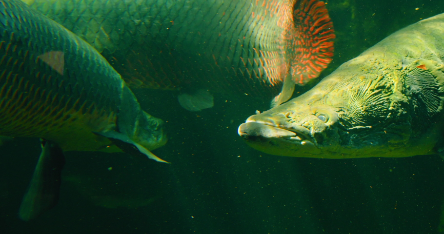 Arapaima gigas or pirarucu fish swimming in pond. It carnivore native to the basin of the Amazon River. Torpedo is among the largest freshwater fish. Body is mainly gray-green and red flecks tail.