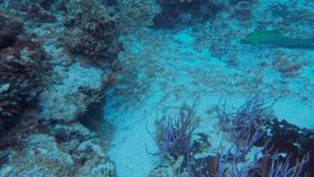 4k video of a free swimming Green Moray (Gymnothorax funebris) in Cozumel, Mexico