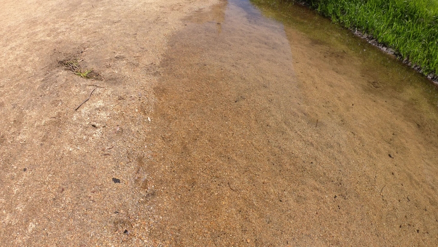 DOLLY SHOT - A dry Mirror Meadow during the summer in Yosemite National Park, California, USA. During the spring and early summer, the shallow lake refills with water and becomes Mirror Lake.