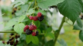 Natural blackberry on a tree branch in slow motion. Black and red juicy berry in the garden on a branch