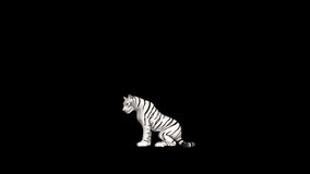 White Tiger Looking Around Animation. Full Hd 1920×1080. 10 second long video clip. Alpha Channel video. LOOP.