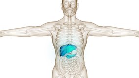Human Internal Digestive Organ Liver Anatomy Animation Concept. 3D