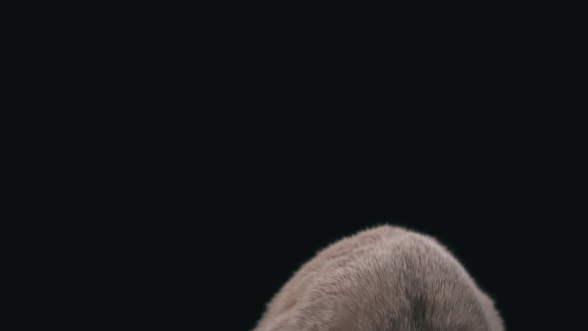 Interested muzzle of a Scottish cat close-up on a black background. Cat gray muzzle with large yellow eyes. The cat looks up.