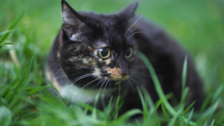 Close-up of a domestic black spotted cat with yellow eyes. The cat eats green fresh grass. The concept of a healthy cat. High quality 4k footage