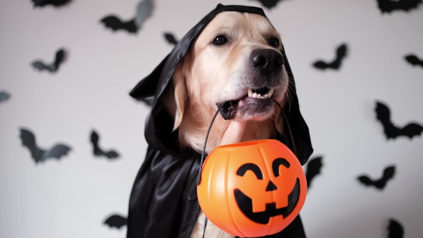 A dog dressed in a witch costume for Halloween. A golden retriever sits on a white background with bats and holds a candy pumpkin-shaped bucket in his teeth. | Shutterstock HD Video #1094042079