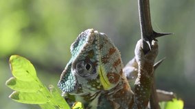  Chameleon walking on a tree branch and looks around during molting. Panther chameleon (Furcifer pardalis), Vertical video