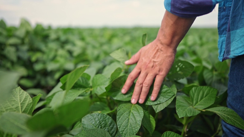 soybean agriculture. farmer hand touches green soybean leaves. business a farming concept. soybean cultivation, vegetables lifestyle, plant care lifestyle. farmer working soybean field Royalty-Free Stock Footage #1094043931