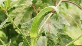 4k footage of Okra.Lady fingers. Ladyfingers or okra vegetable on plant in farm. Plantation of natural okra. Fresh okra vegetable. Lady fingers field. Ultra HD footage 60fps. With Selective Focus.
