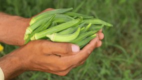 4k footage of ladyfingers vegetable on hand. Close up of Okra .Lady fingers. Lady Fingers or Okra vegetable on hand in farm. Plantation of natural okra.Fresh okra vegetable. Lady fingers field.