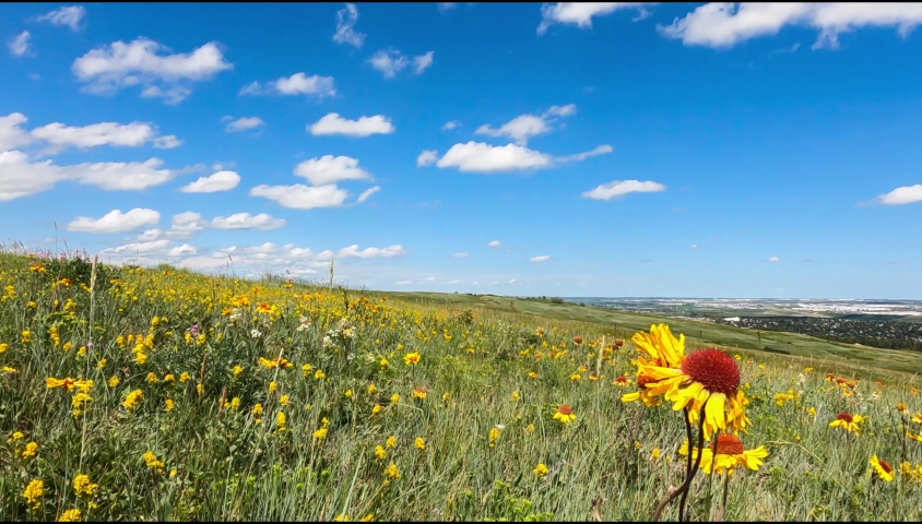 wild sunflower in sunny day blue sky n white fluffy smooth soft clouds sunshine day.  autumntime fall season at wide space meadow grassland environment. natural beautiful scenery footage background.