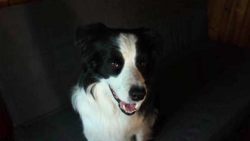 Pet activity. Unrecognizable woman hand stroking playing with cute puppy dog border collie on couch sofa at home indoor. Owner with pet dog friend resting at home. Human and animal friendship concept