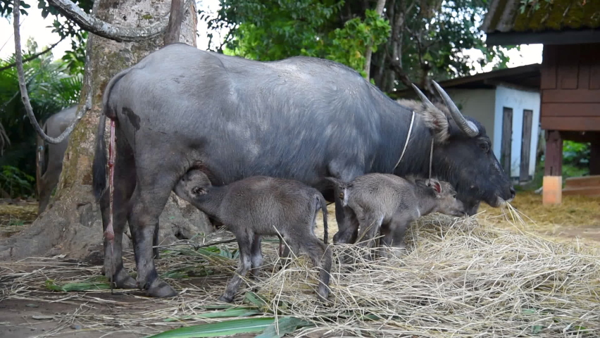 Freshly newborn calf sucking milk from mother. Buffalo with afterbirth or placenta eating grass. Wildlife animals in rural village house.   | Shutterstock HD Video #1094056571