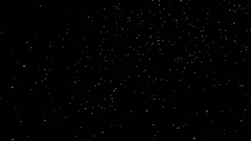 White Feather Falling with Luma Matte. 3D rendering. Feather falling with alpha channel you can place on footage or background.