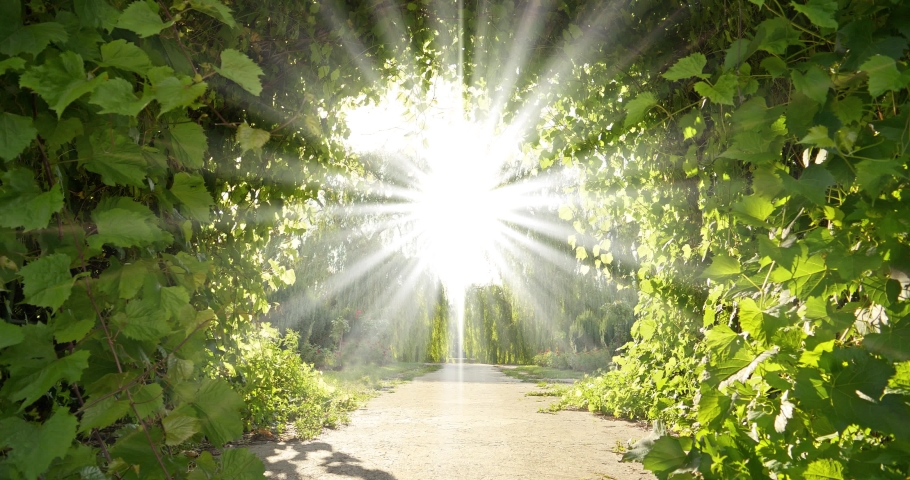 Garden of Eden. Bright road to heaven. Divine radiance, amazing beautiful tunnel of grape leaves that flutter in wind and unearthly light shines from the sky. Cinema 4K zoom-in slow motion video Royalty-Free Stock Footage #1094070101